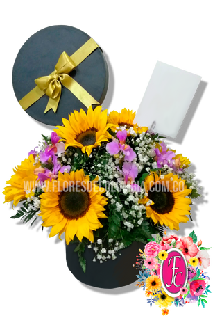 Caja regalo con girasoles y orquideas - Flores de Colombia