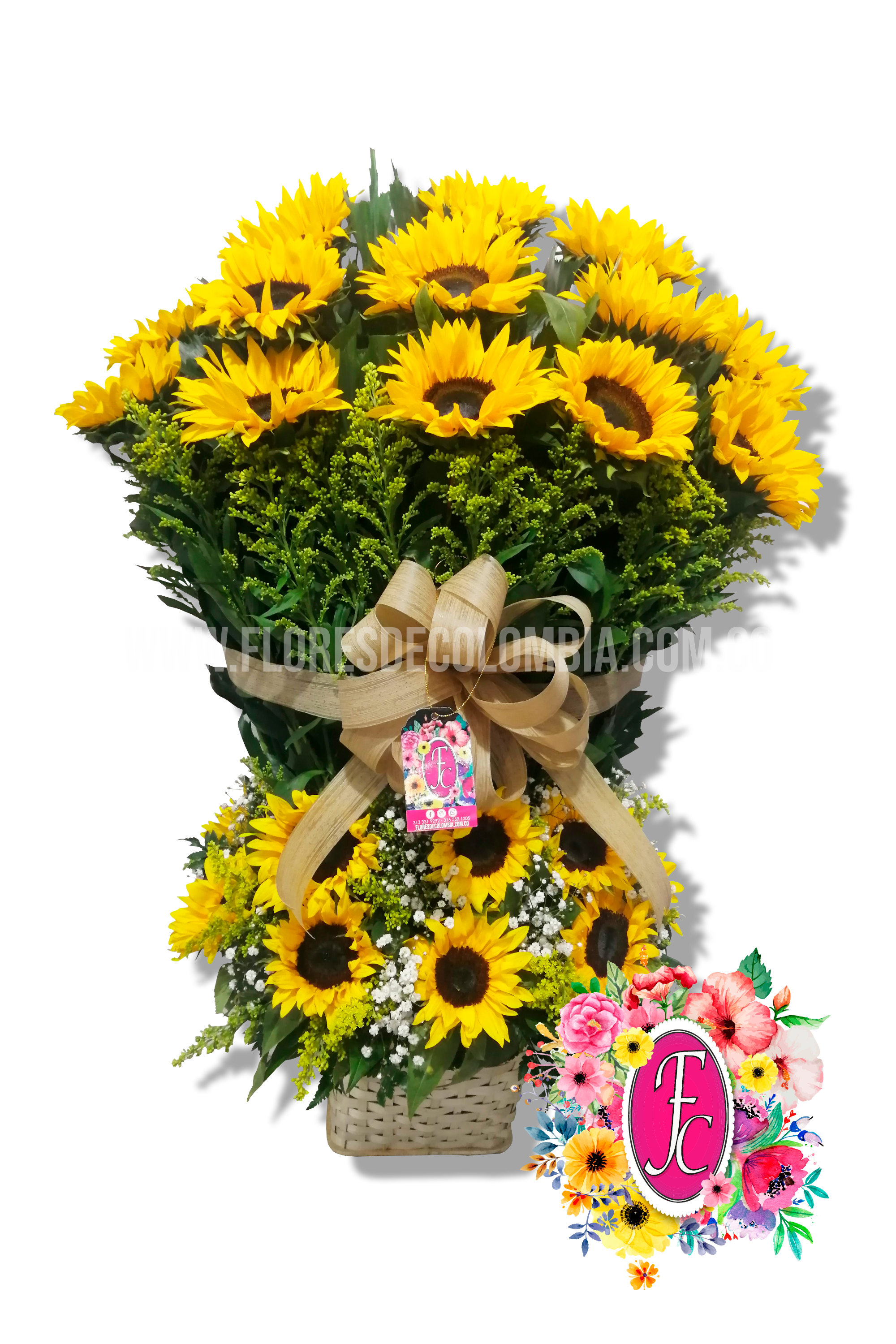 Cantillana de girasoles - Flores de Colombia