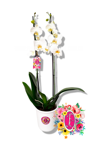 Orquidea planta blanca - Flores de Colombia