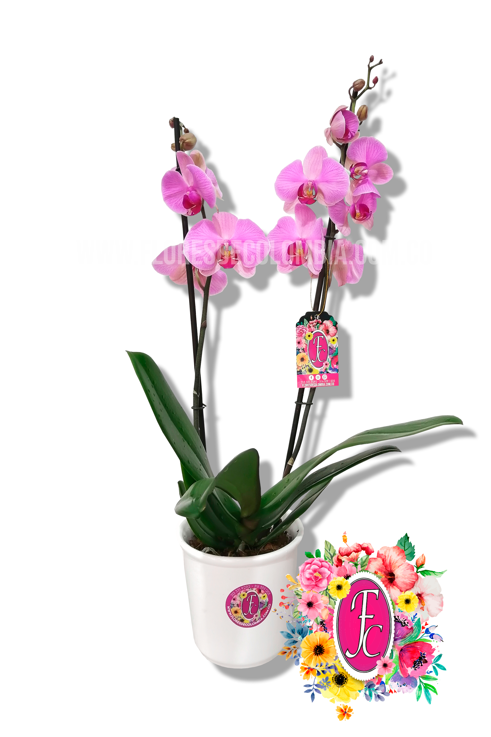 Orquidea planta morada - Flores de Colombia