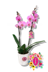 Orquidea planta morada - Flores de Colombia