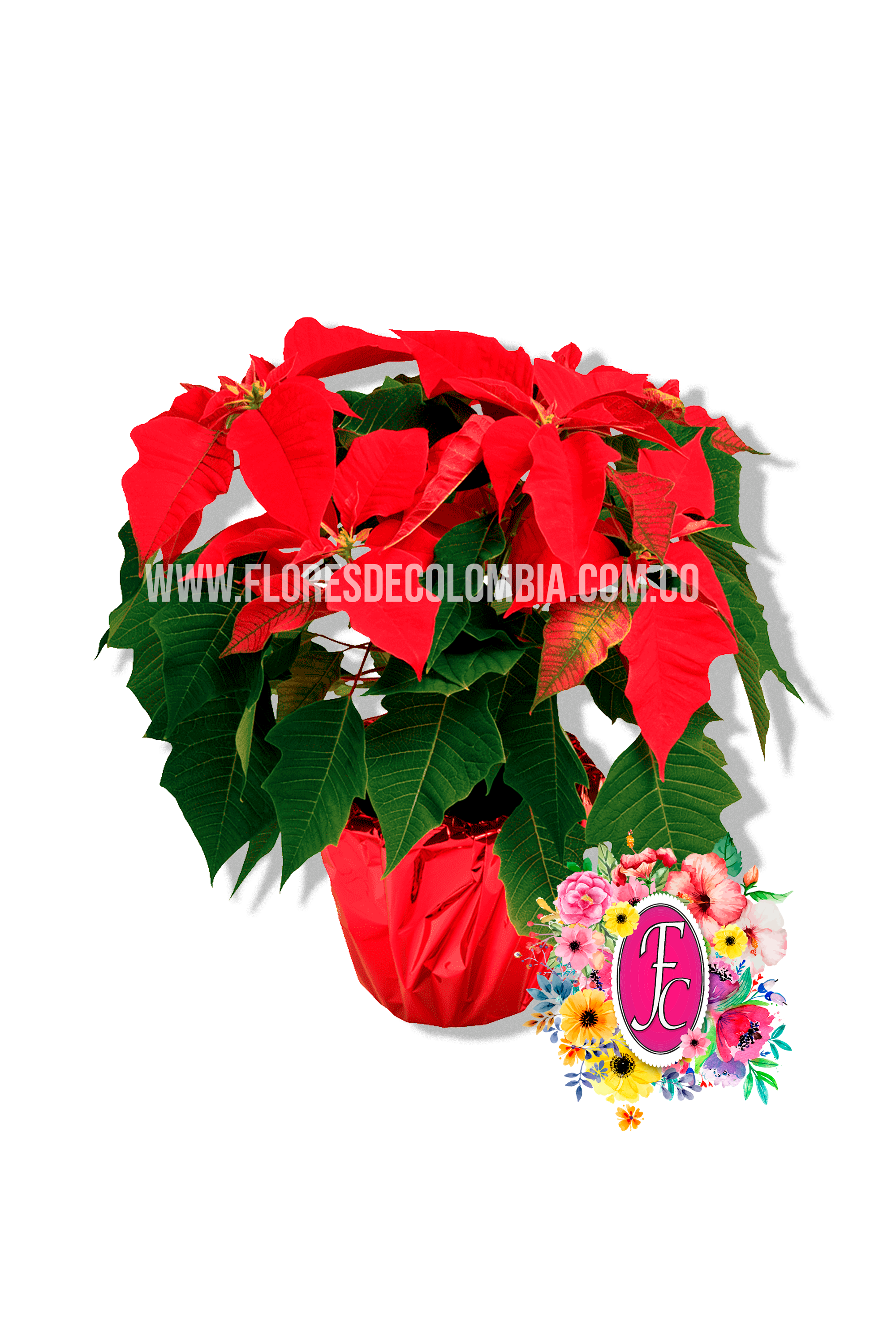 Planta Nochebuena │ Flores de Colombia