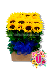 Cantillana de girasoles mediana - Flores de Colombia